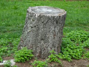 tree trunk, tree stump, grasslands-2758436.jpg