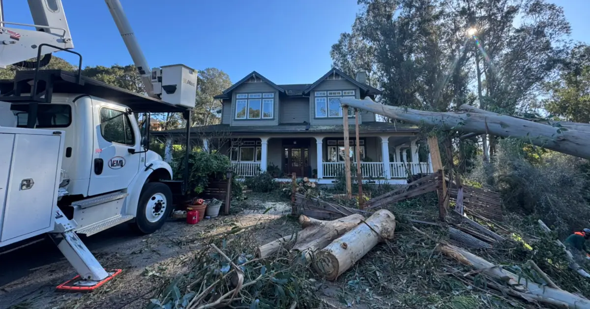 Emergency Tree Service