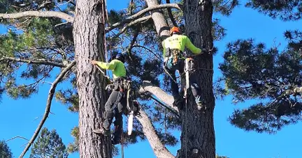 Vema Tree Services