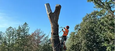 Complex removals on limited-access properties in Petaluma